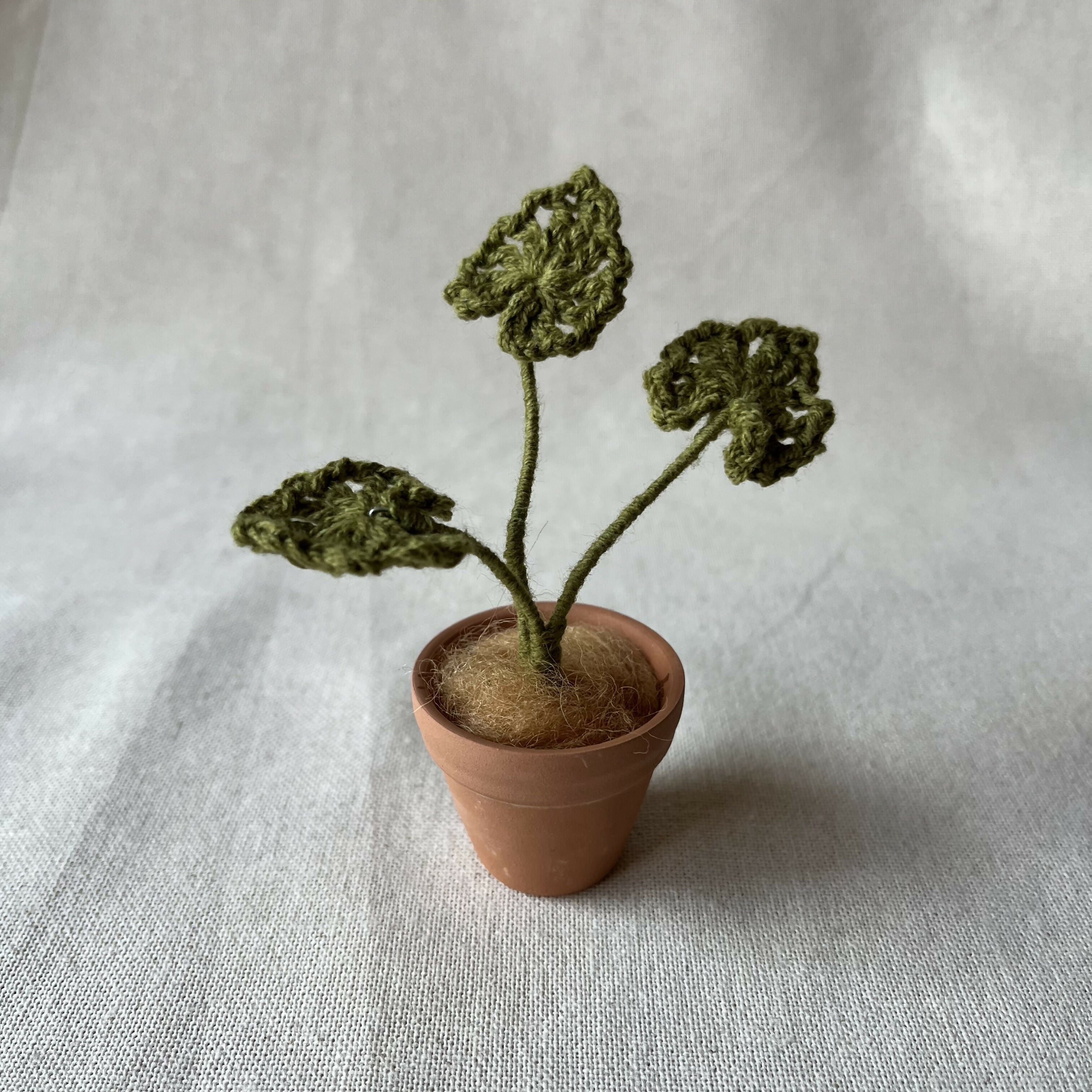 Miniature plant