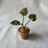 Miniature plant
