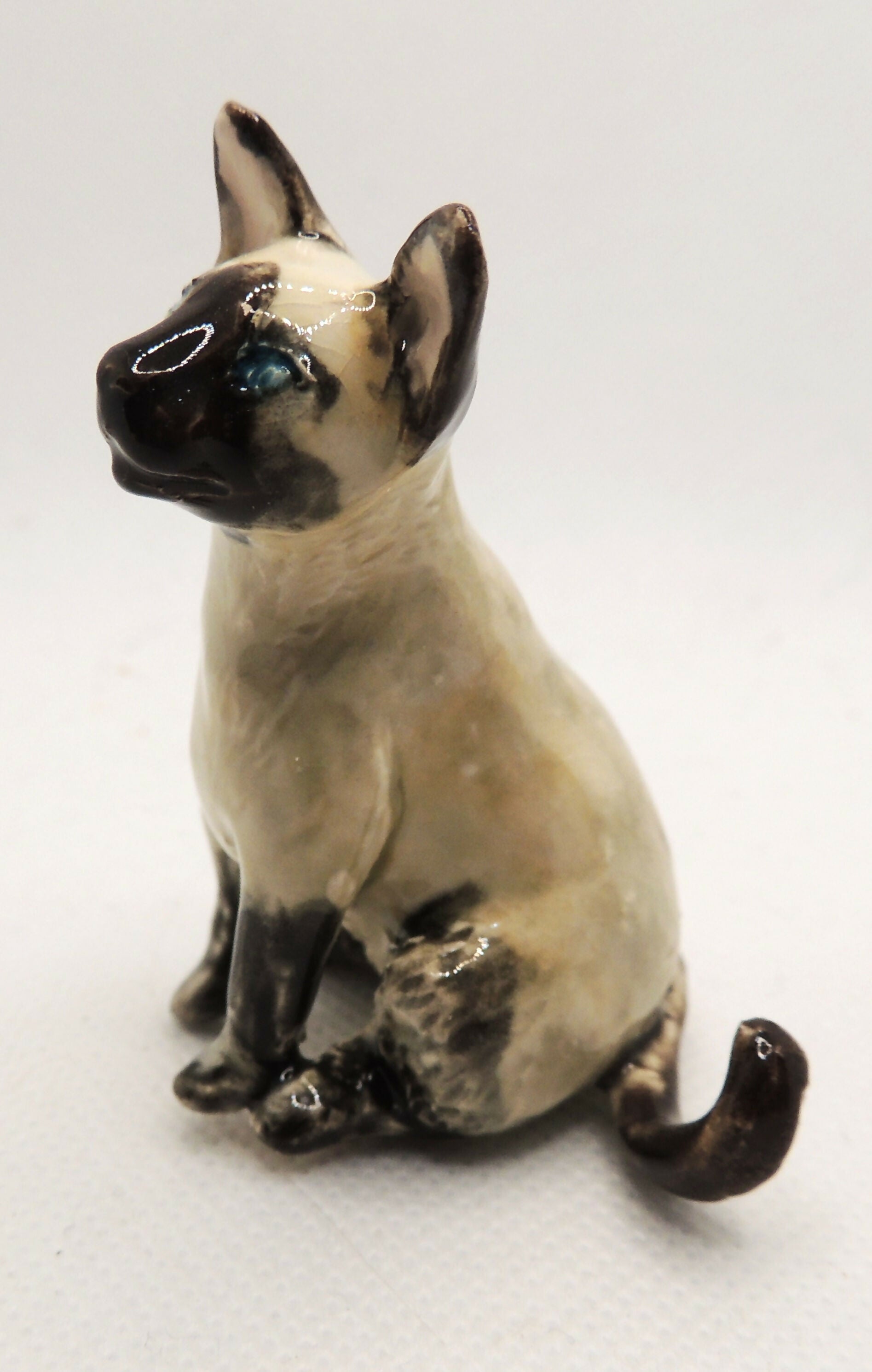 Siamese cat
