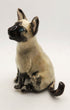 Siamese cat