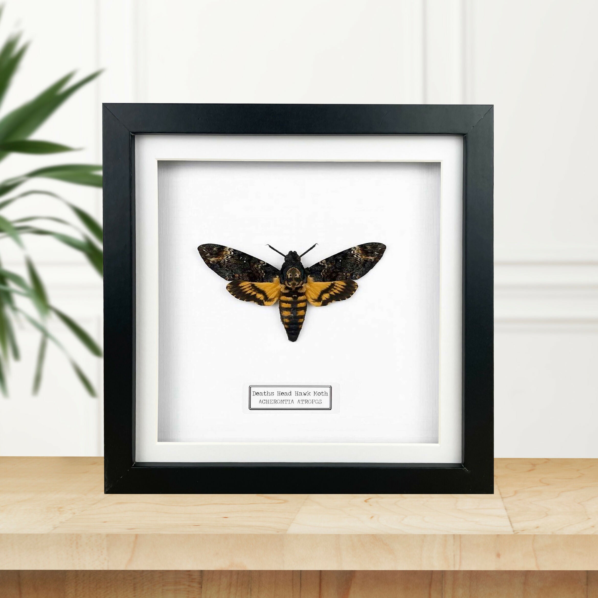 Deaths Head Hawk Moth (Acherontia atropos) Moth Handmade Box Frame