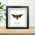 Deaths Head Hawk Moth (Acherontia atropos) Moth Handmade Box Frame