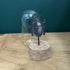 Antique Inspired Beetle Dome