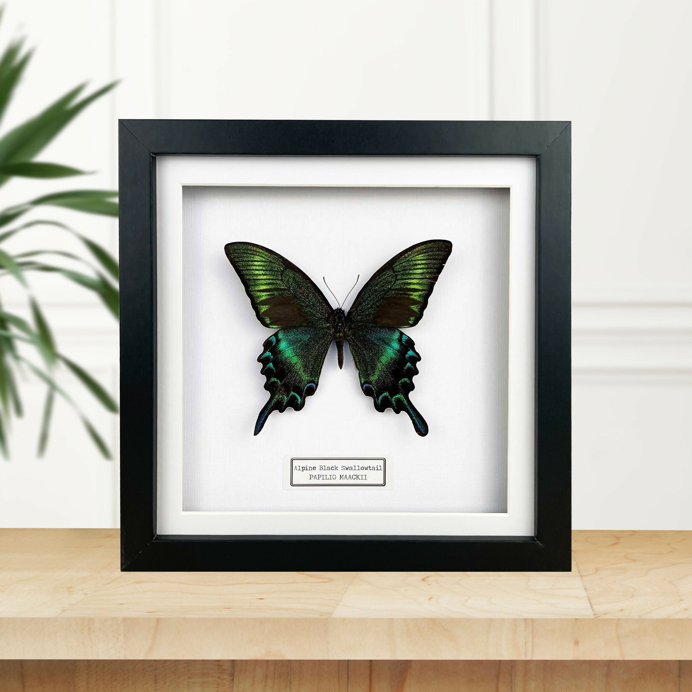 Alpine Black Swallowtail (Papilio maackii) Butterfly Handmade Box Frame