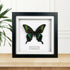Alpine Black Swallowtail (Papilio maackii) Butterfly Handmade Box Frame