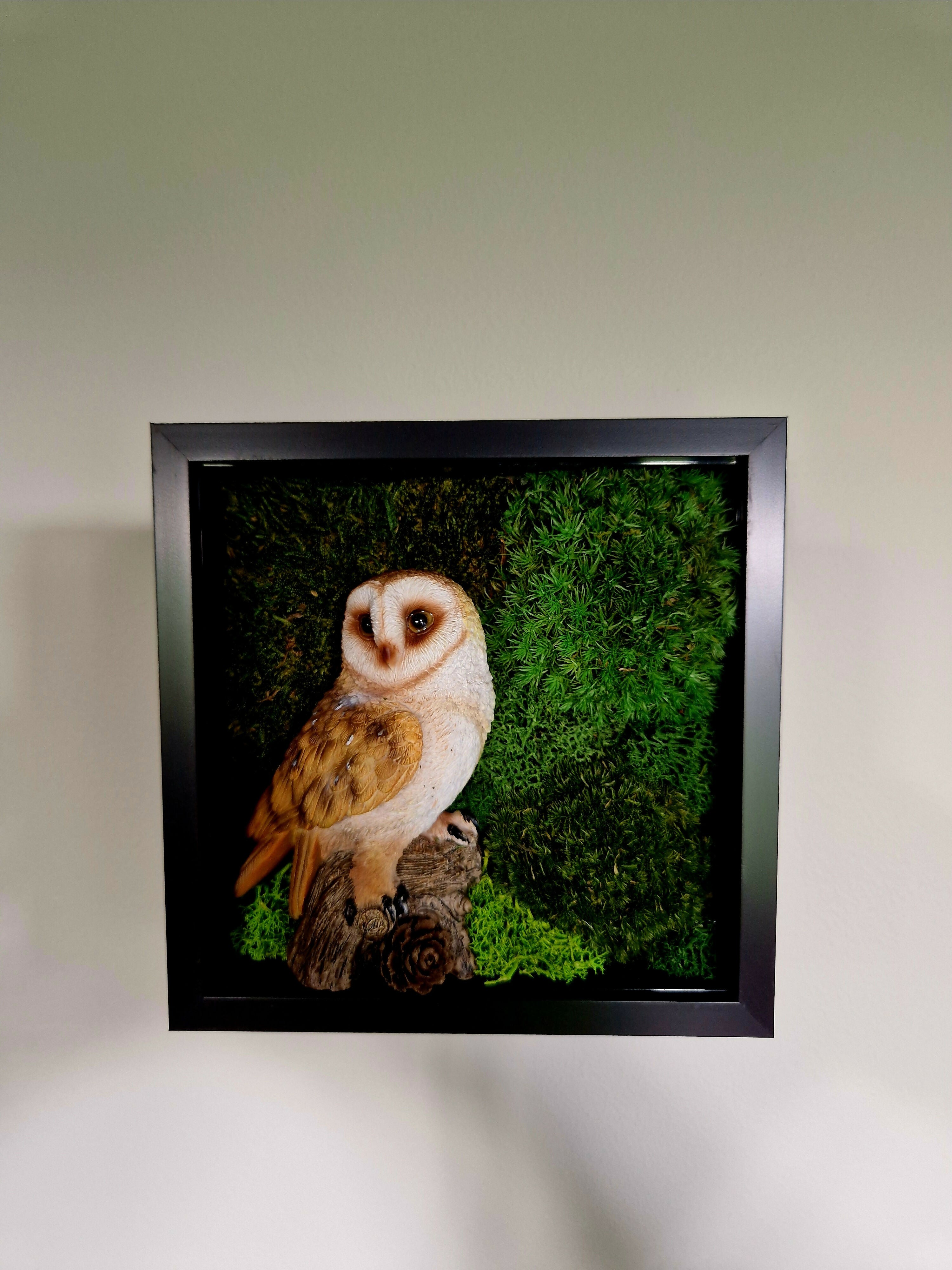 British Barn Owl