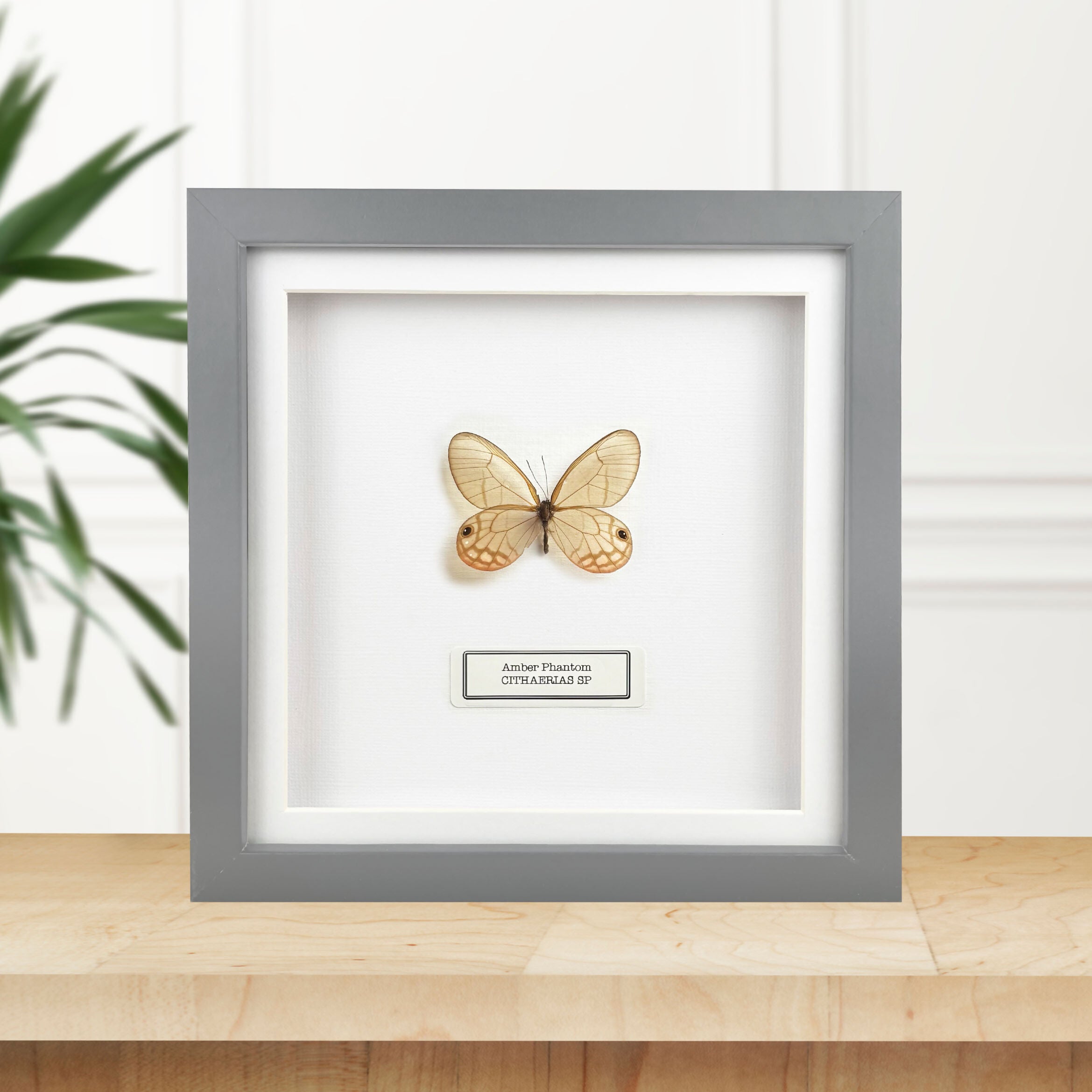 Amber Phantom Glasswing (Cithaerias Sp.) Butterfly Handmade Box Frame