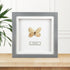 Amber Phantom Glasswing (Cithaerias Sp.) Butterfly Handmade Box Frame