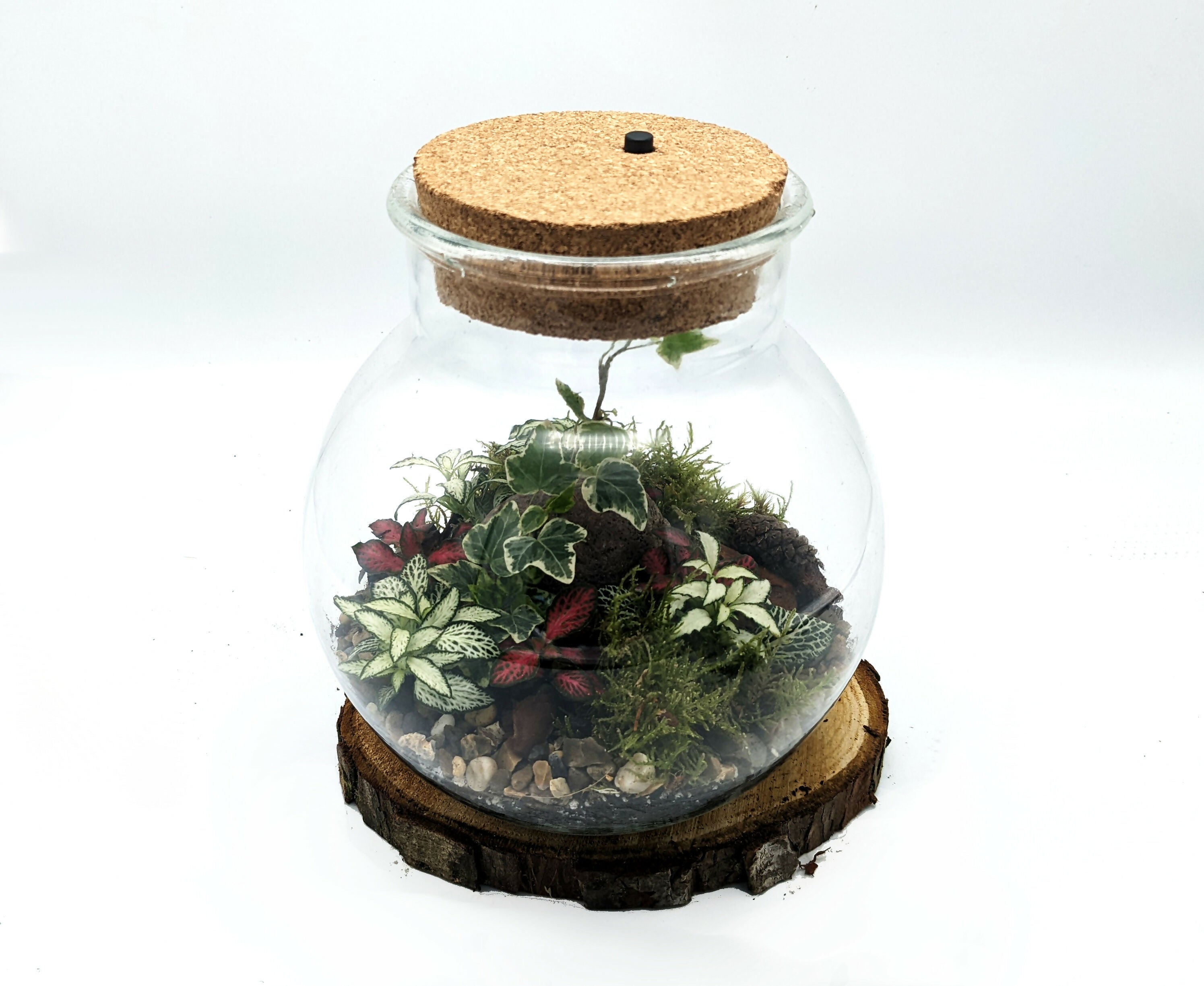 Round Light Up Terrarium