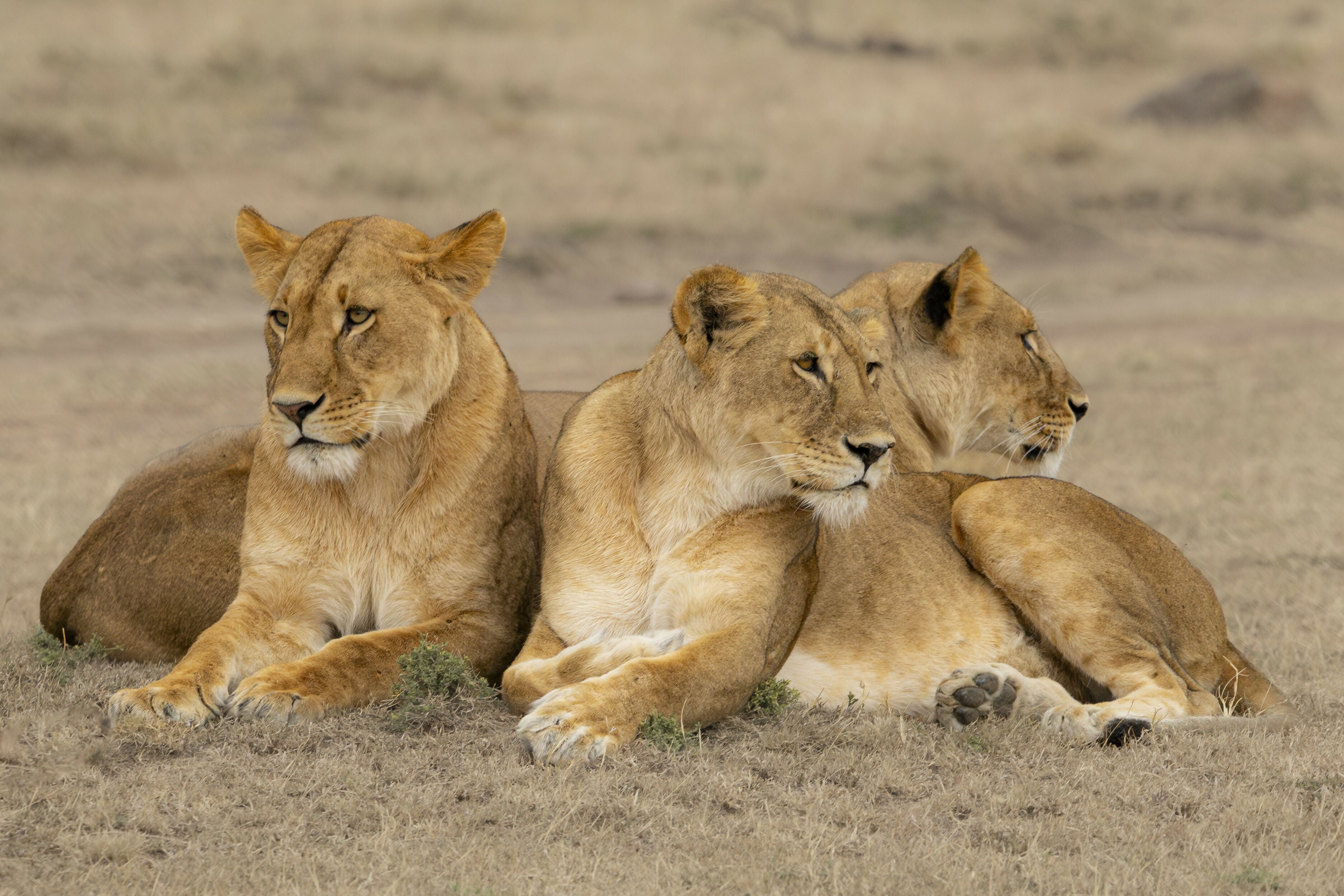 Lionesses - Photograph