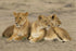 Lionesses - Photograph