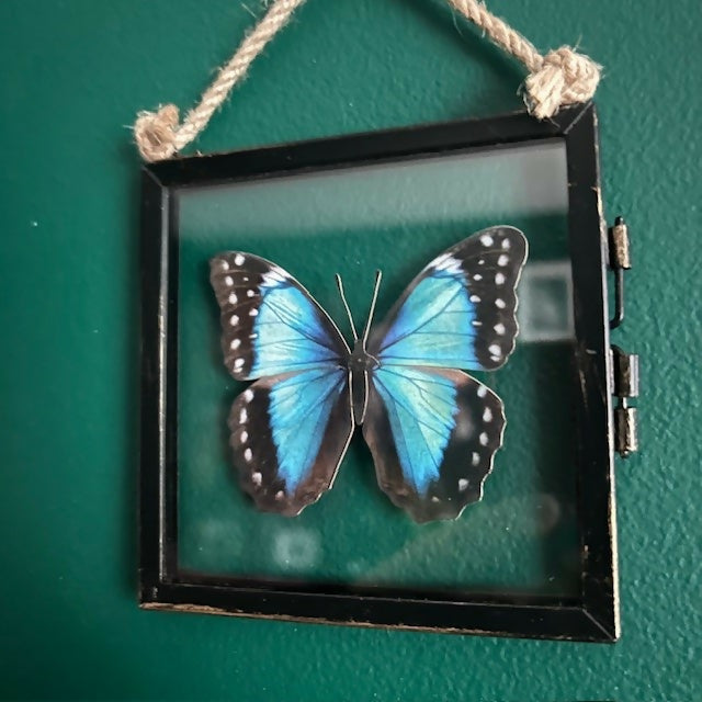 Lovely Faux Paper Blue & White Morpho Butterfly In Antique Inspired Frame