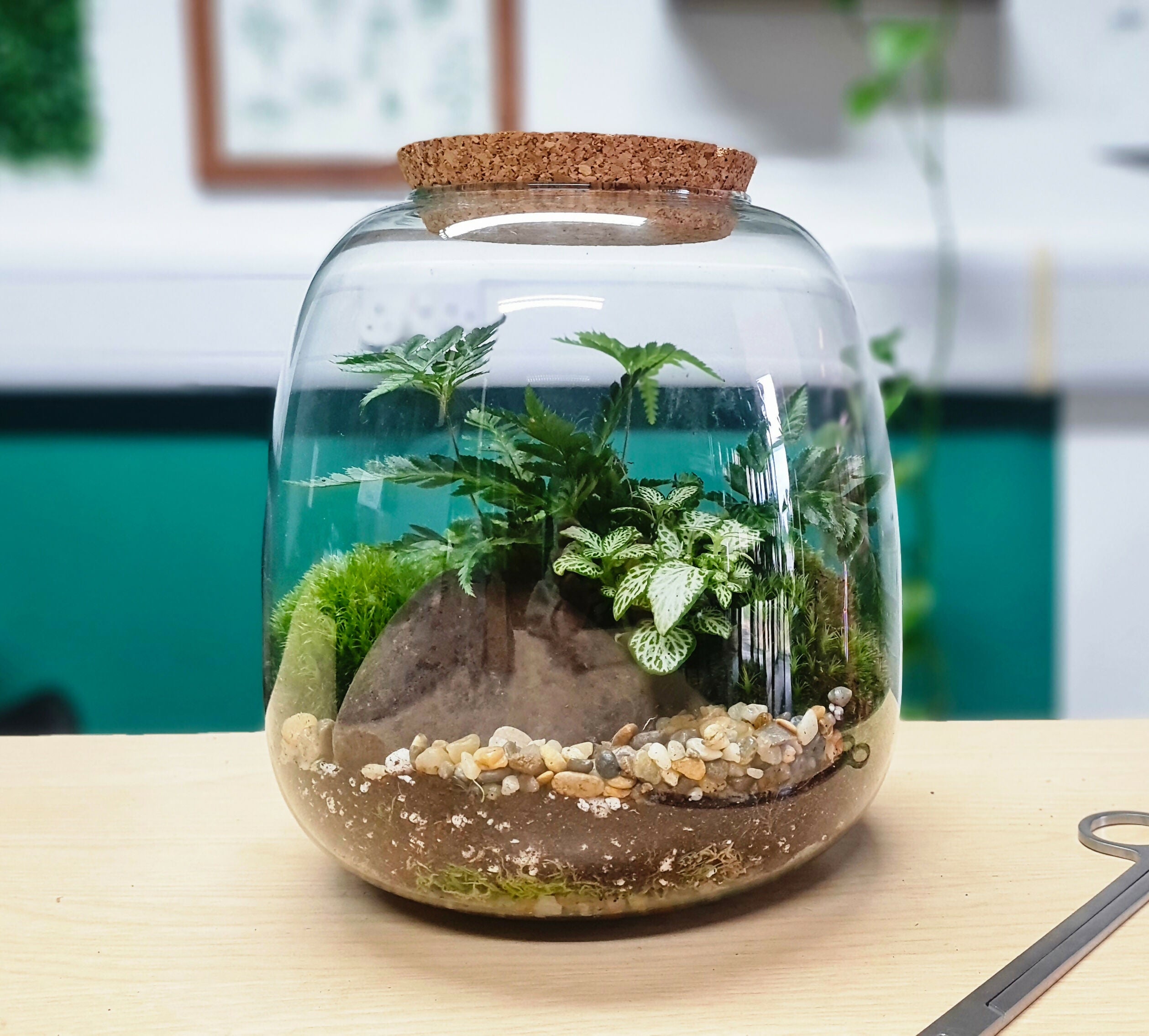 Medium Bubble Terrarium