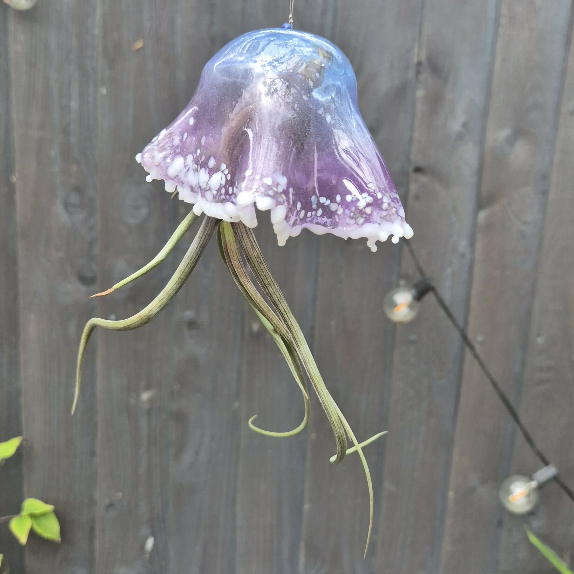 Mavis the Jellyfish