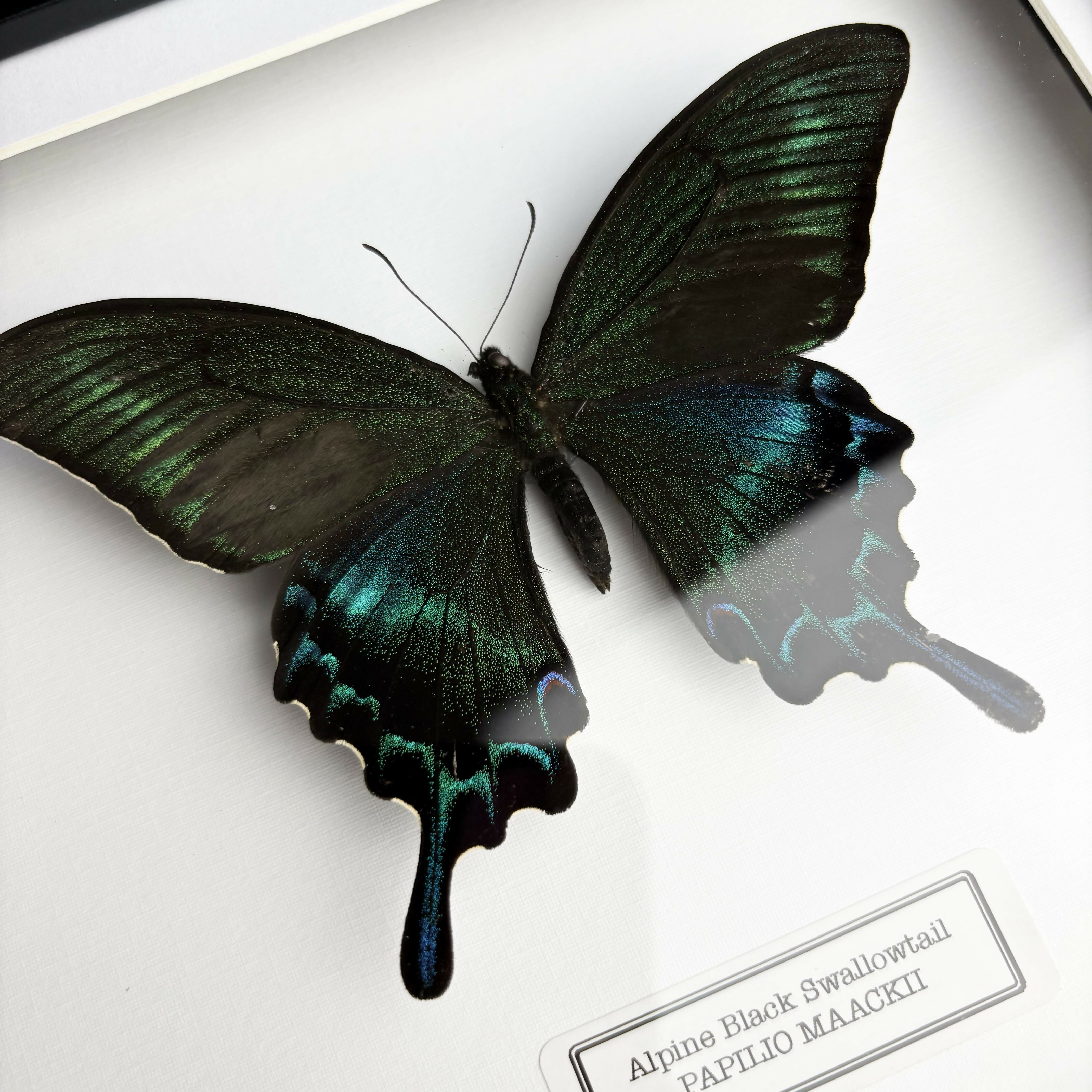 Alpine Black Swallowtail (Papilio maackii) Butterfly Handmade Box Frame