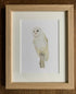 Fine Art Giclée Print of a Barn Owl. Framed or Unframed.