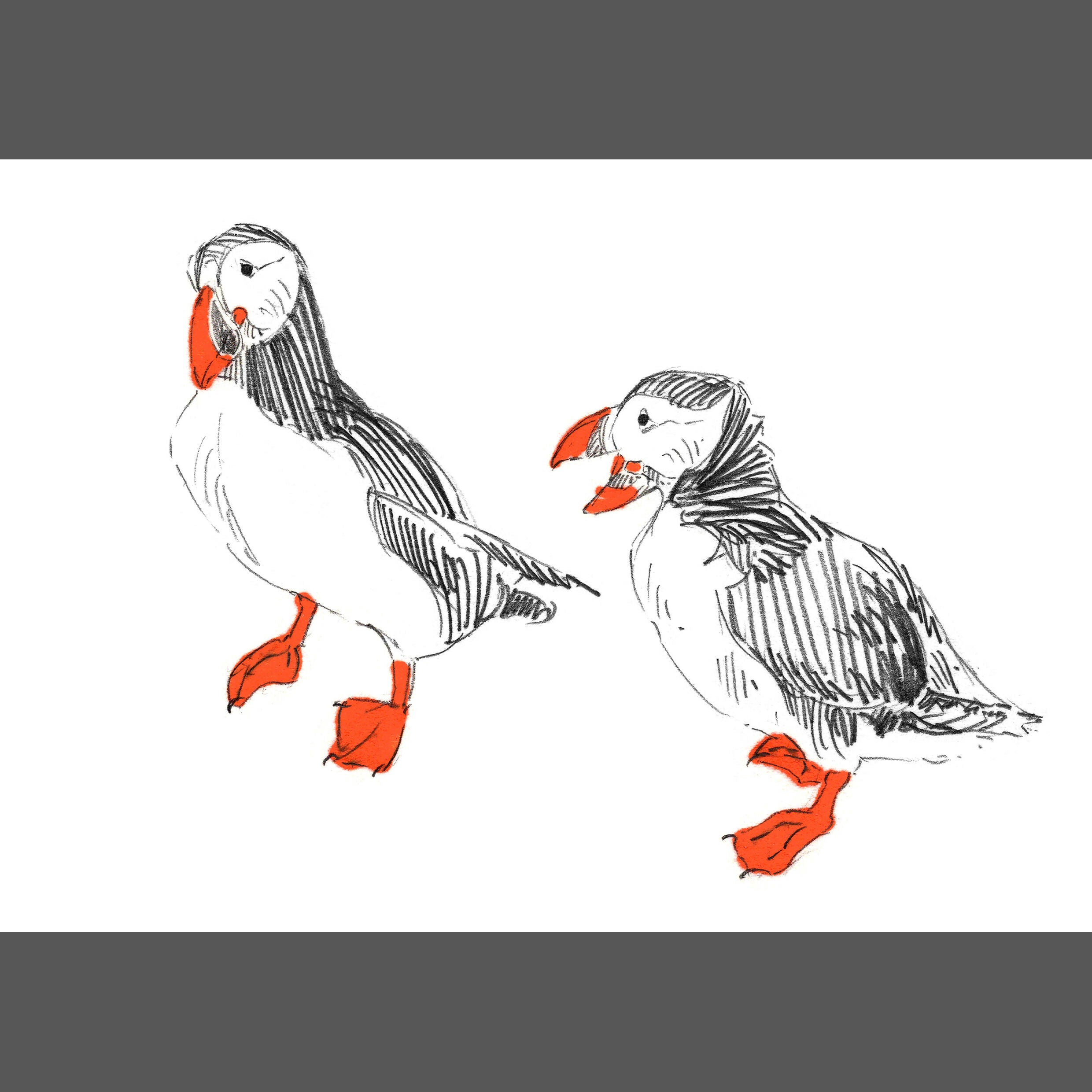 Puffin Sketches - A4/A5/A6 Prints
