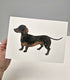 Dachshund Greeting Card