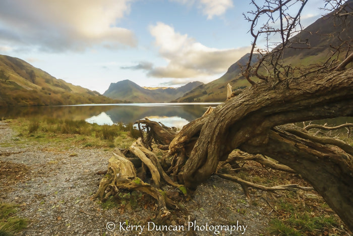 Rooted In Buttermere - A4 framed