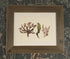 Real Pressed Seaweed Framed Art