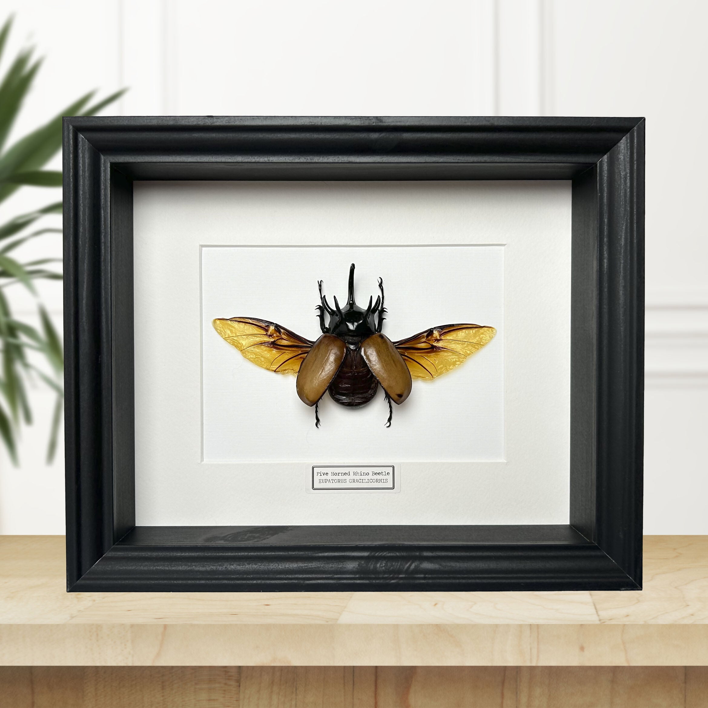Five Horned Rhino Beetle (Eupatorus Gracilicornis) Wings Out Handmade Box Frame