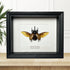 Five Horned Rhino Beetle (Eupatorus Gracilicornis) Wings Out Handmade Box Frame