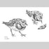 Turnstone Sketches - A6 Print