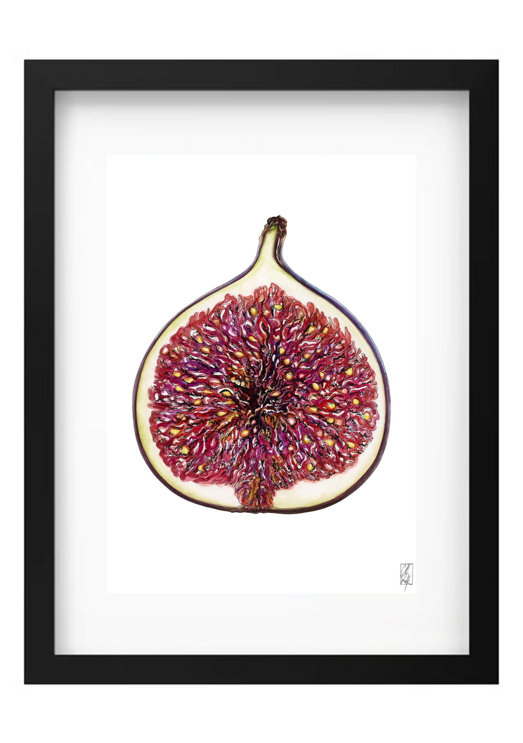 Framed Fig Illustration in a Black Frame