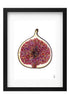 Framed Fig Illustration in a Black Frame