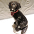 Ceramic Flat Coated Retriever Dog Sculpture
