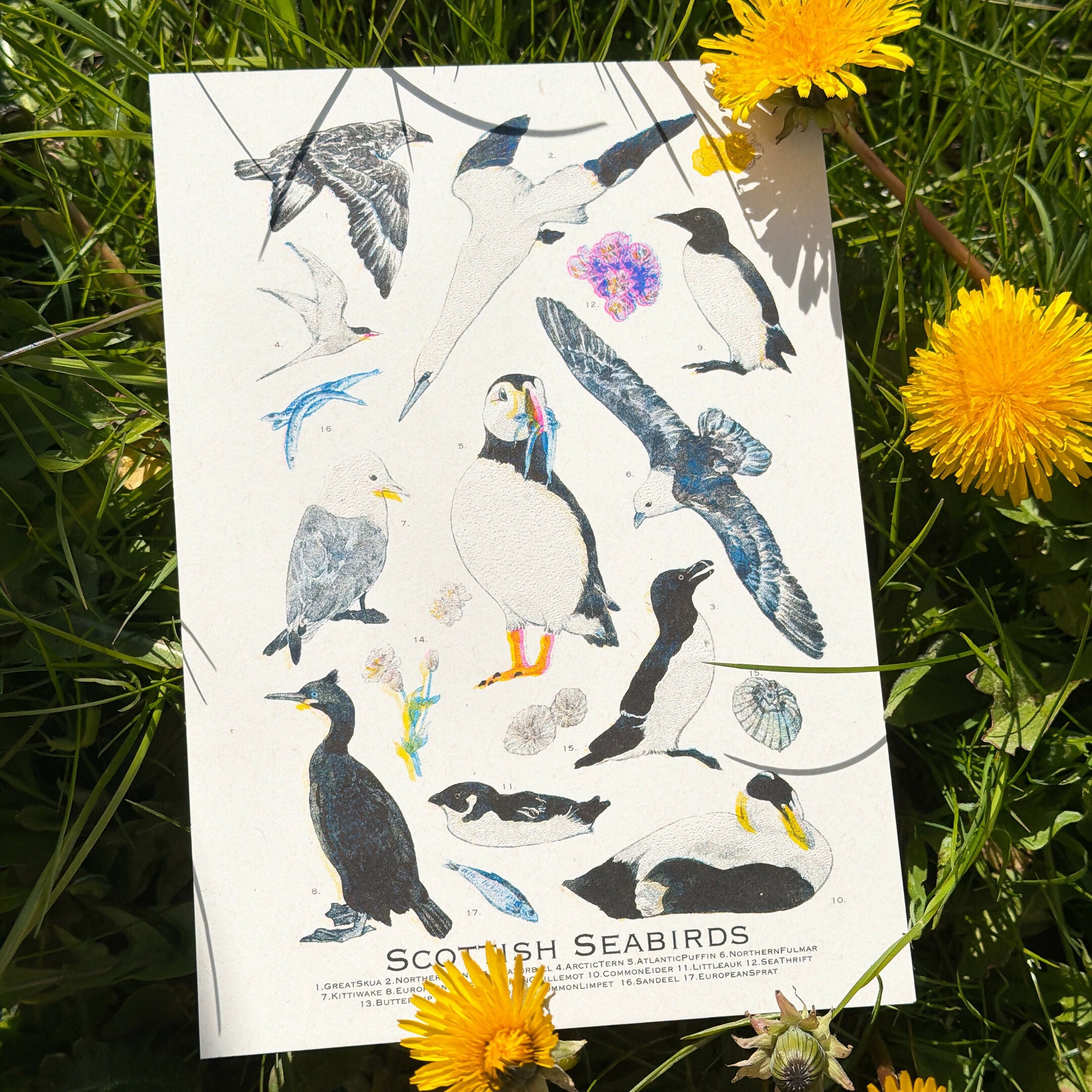 A5 RISO prints-Coastal Birds，Scottish Seabirds，Highland wildlife，Nocturnal wildlife