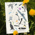 A5 RISO prints-Coastal Birds，Scottish Seabirds，Highland wildlife，Nocturnal wildlife