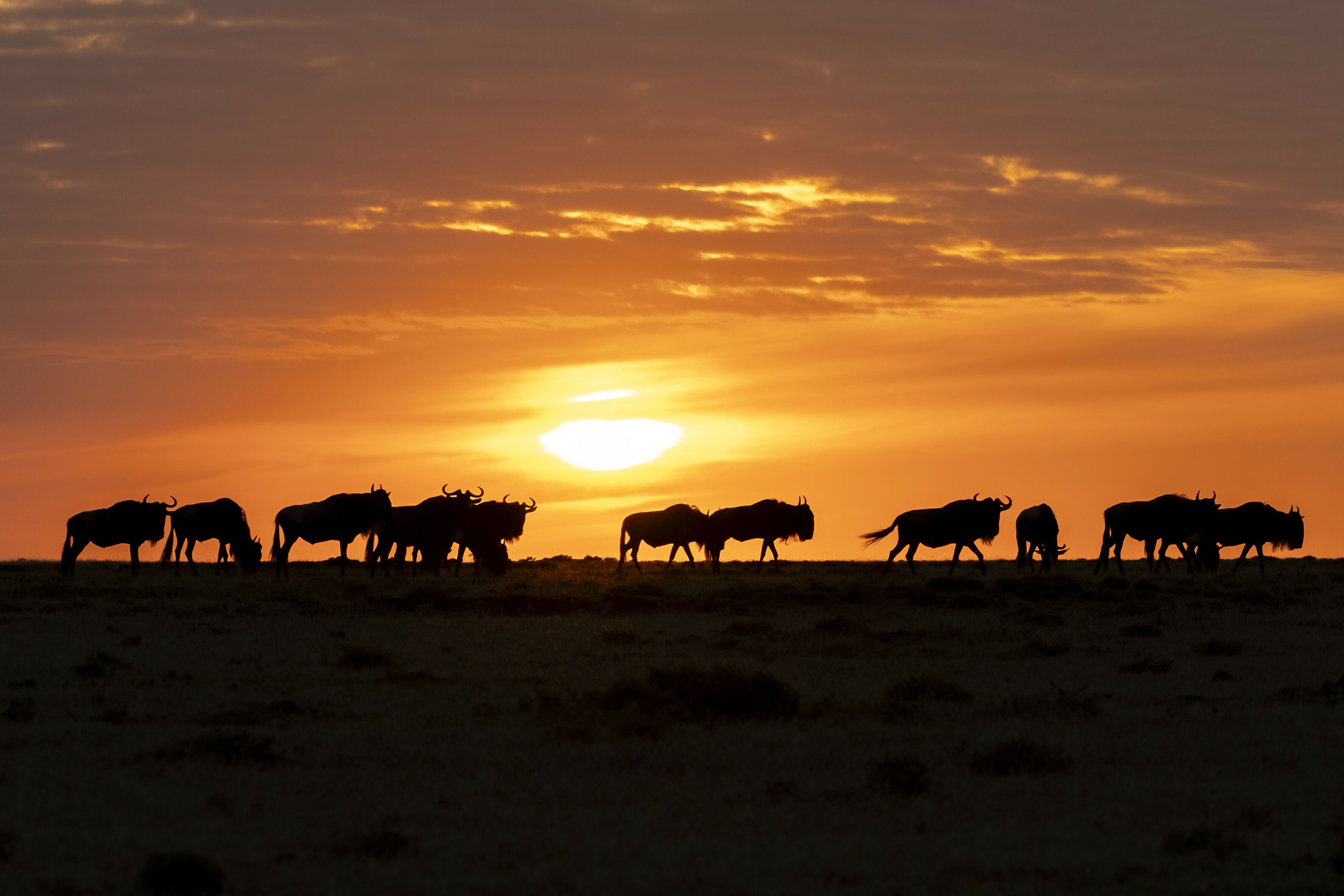 Savanna Sunrise - Photograph