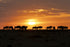 Savanna Sunrise - Photograph