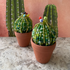 DIY Beaded Ball Cactus Kit with Terracotta Pot