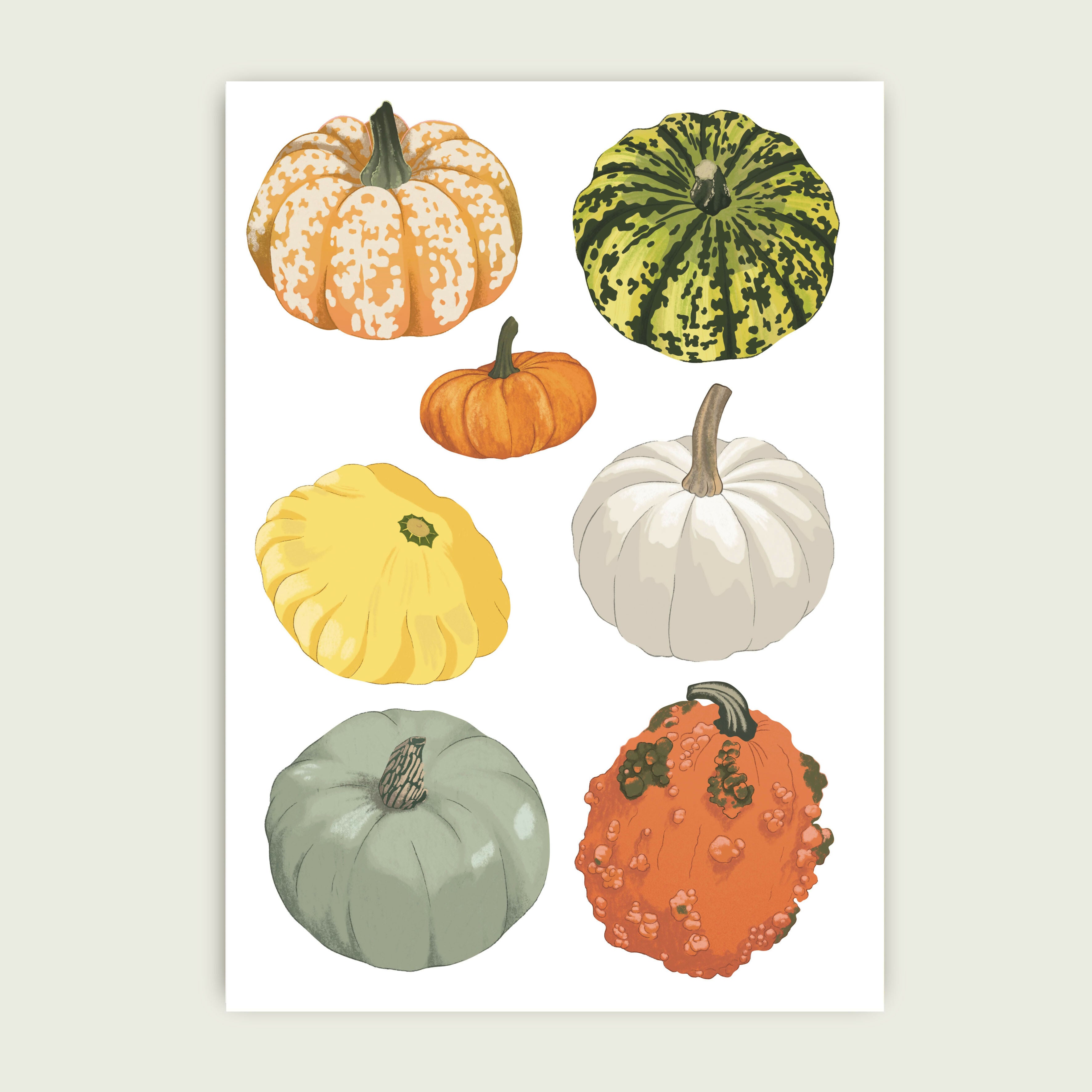 A4 illustrated Print- Pumpkins And Gourds