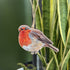 Robin - Decoration - Set of 5