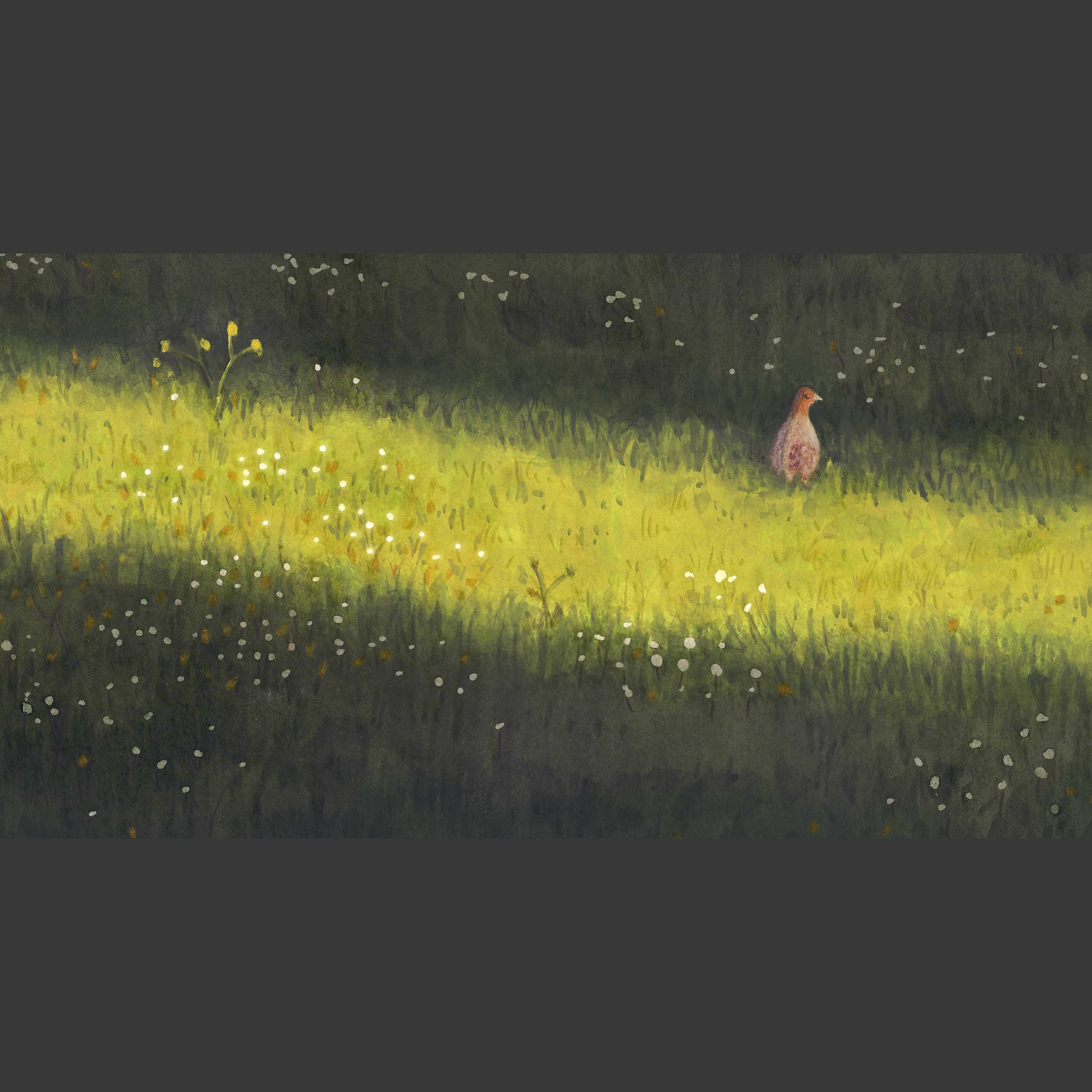 Grey Partridge in the Sun - 16cm x 29.7cm Print