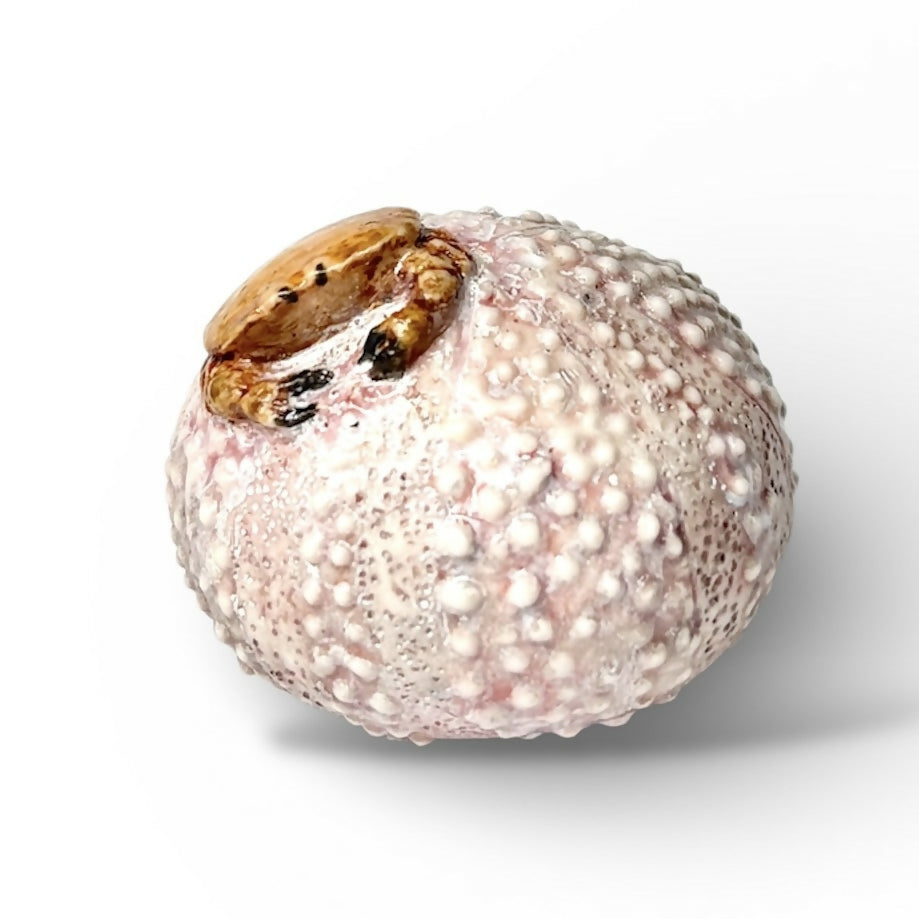 Porcelain Sea Urchin Sculpture with Crab