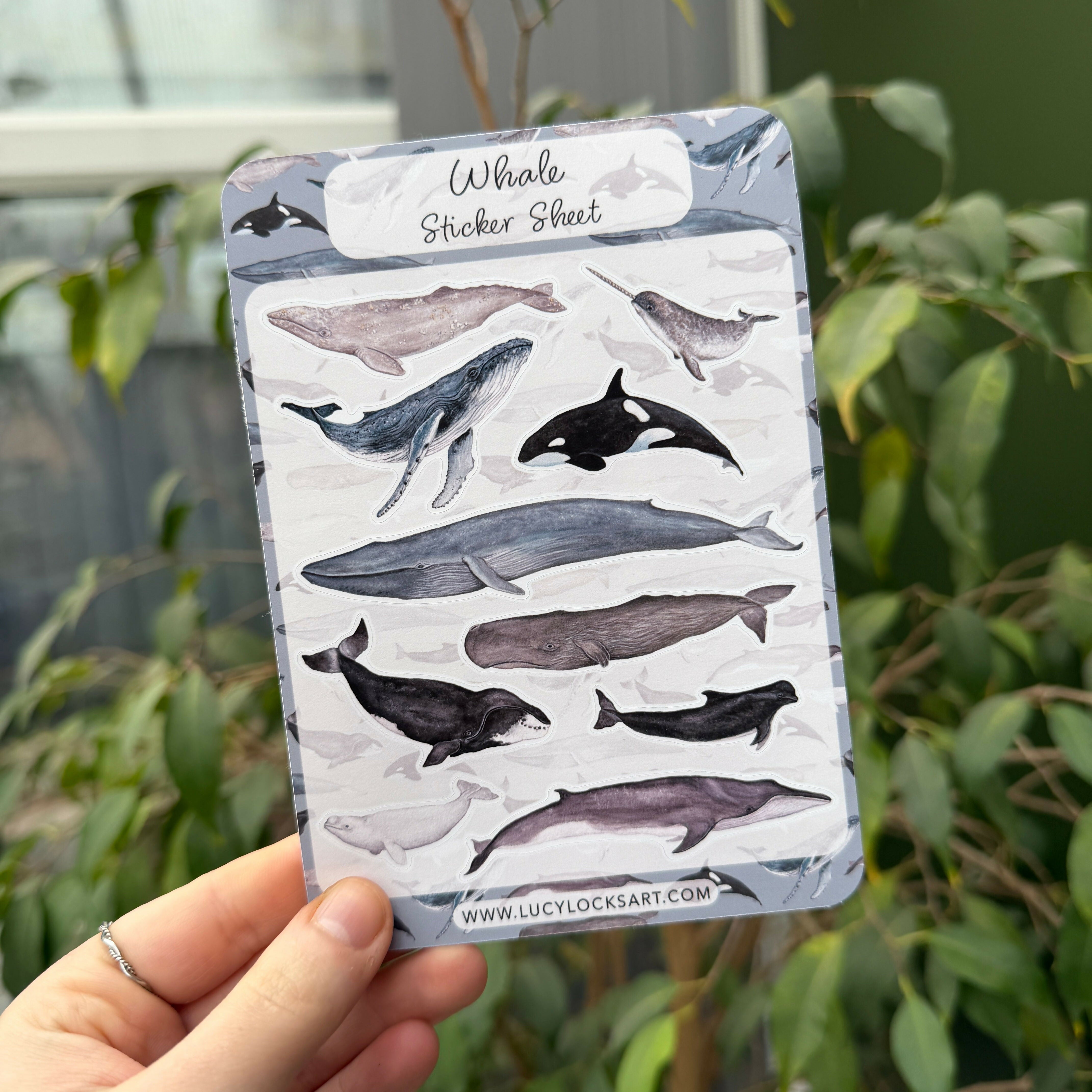 Whale - Matt Sticker Sheet
