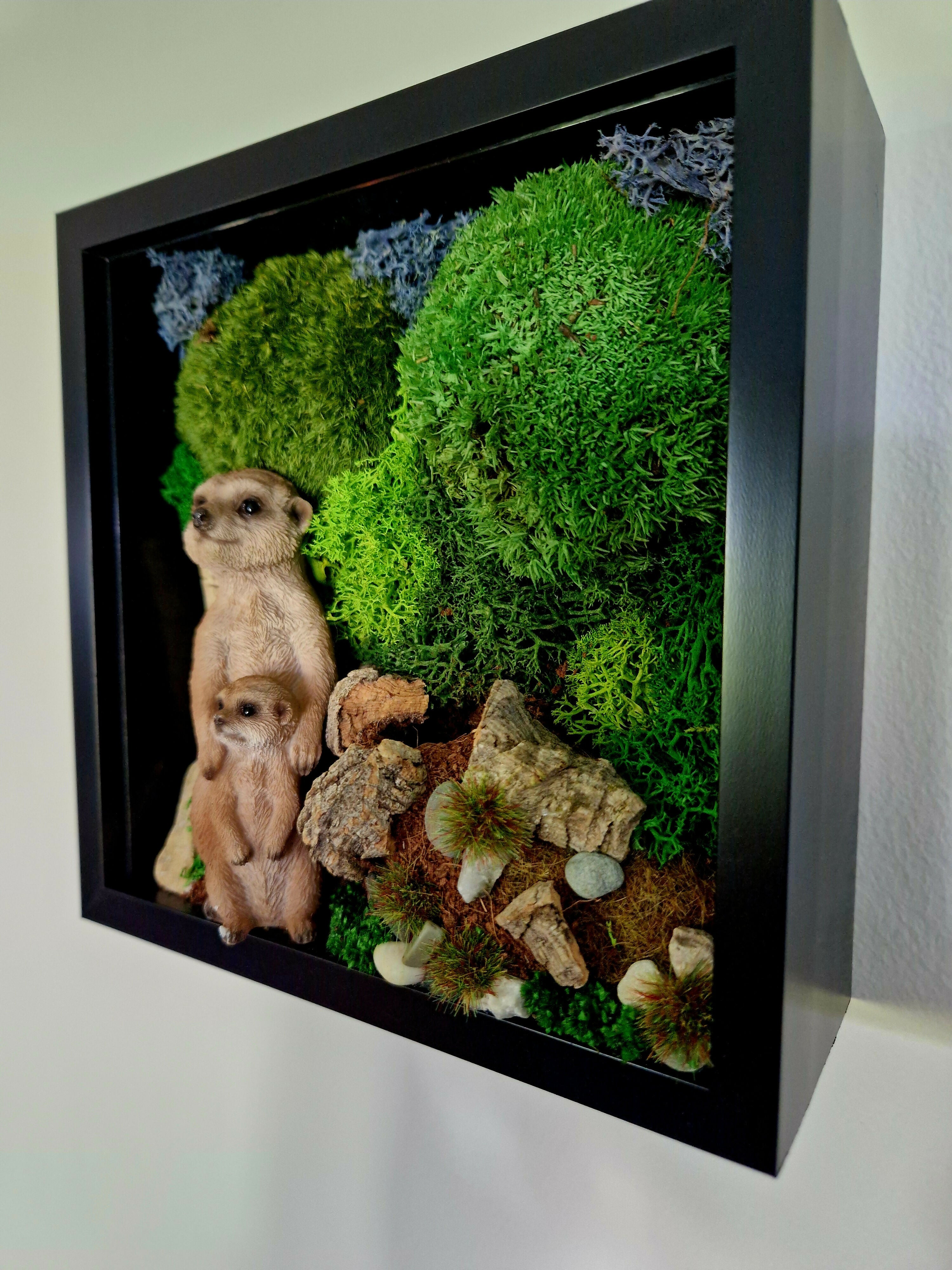 Meercats