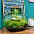 Large Carboy Light Up Terrarium
