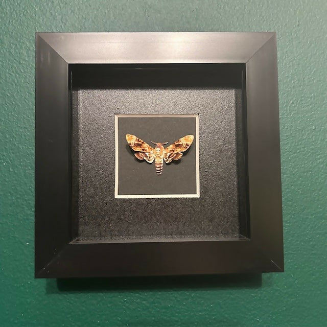 Lovely Mini Faux Paper Death's-head Hawkmoth Displayed In A Black Box Frame