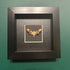 Lovely Mini Faux Paper Death's-head Hawkmoth Displayed In A Black Box Frame