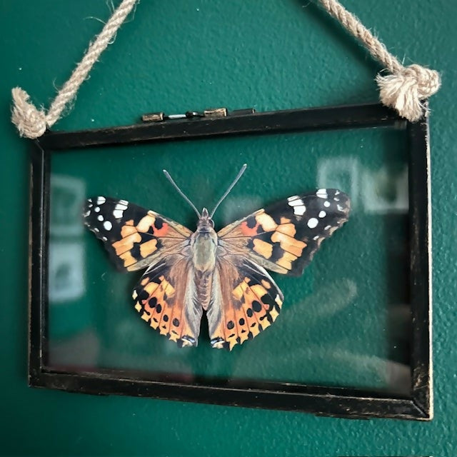 Lovey Faux Paper Painted Lady Butterfly In An Antique Inspired Frame