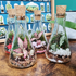 100ml Conical Flask Terrarium