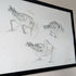 Redshank Sketches - A3 Original Framed