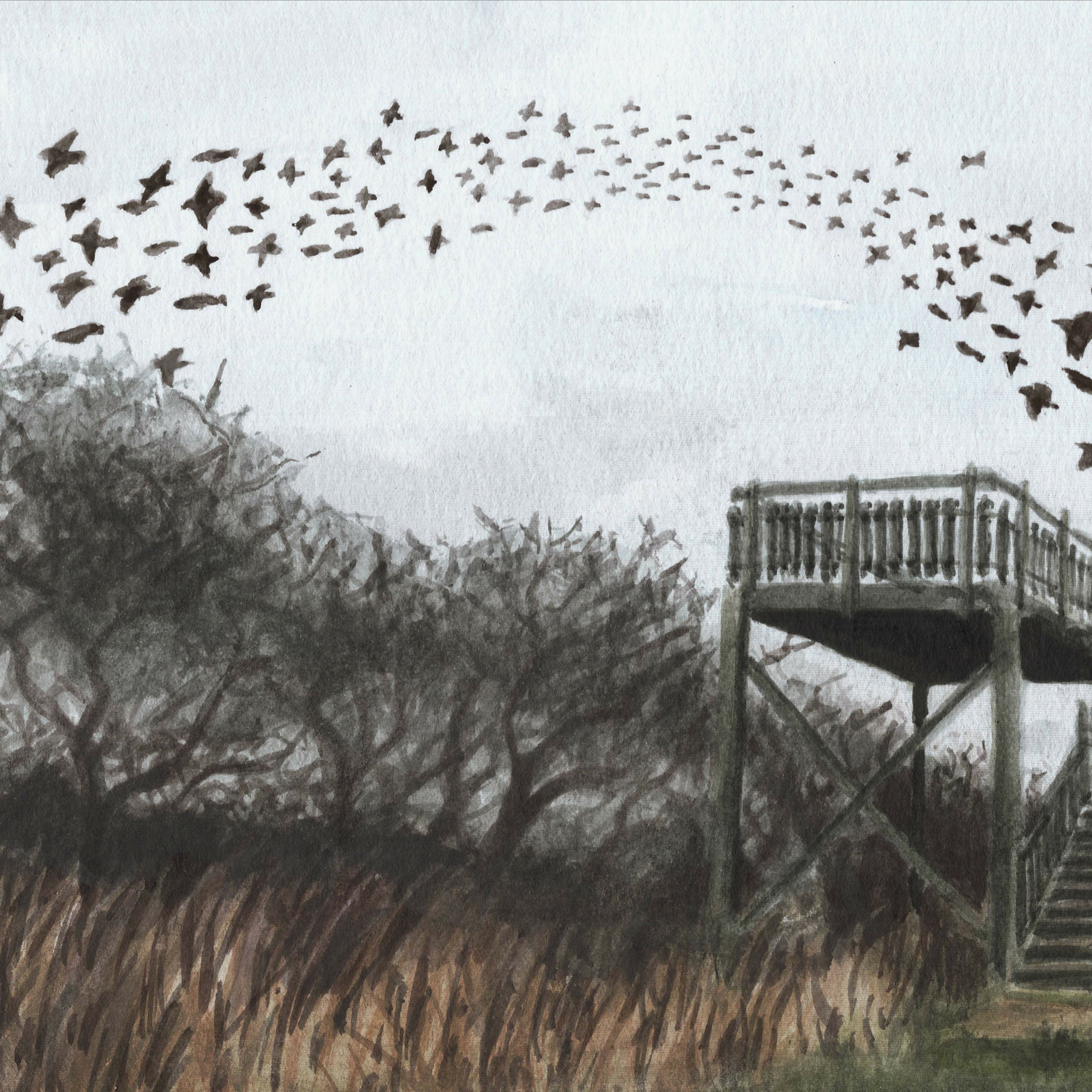 Starlings at Spurn - 16cm x 29.7cm Print