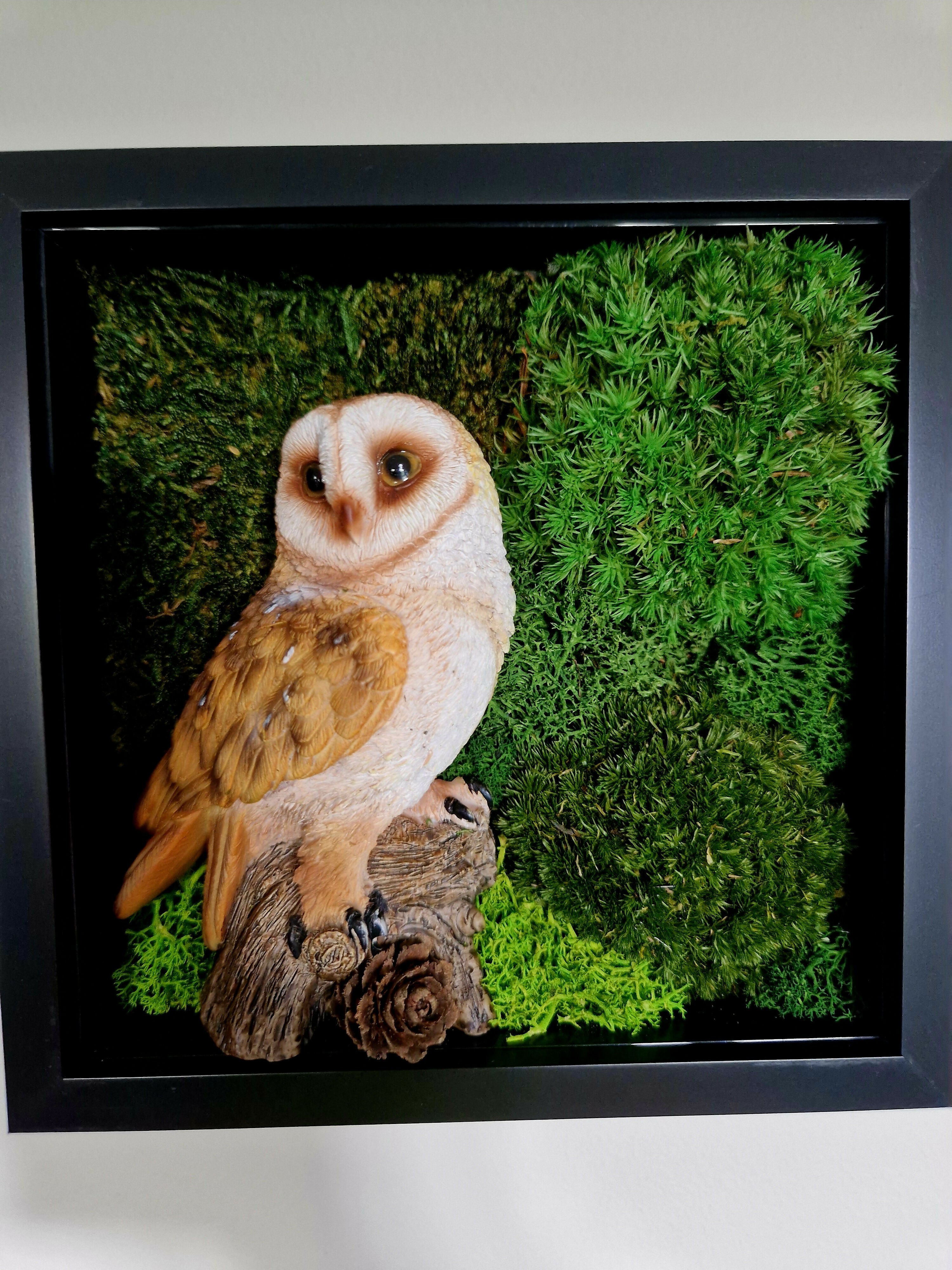 British Barn Owl