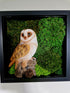 British Barn Owl